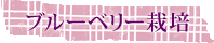 ブルーベリー栽培