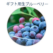 ギフト用生ブルーベリー